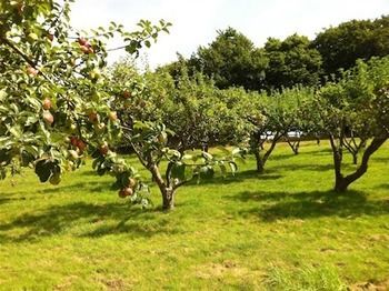 Cider Cottages Burley Luaran gambar